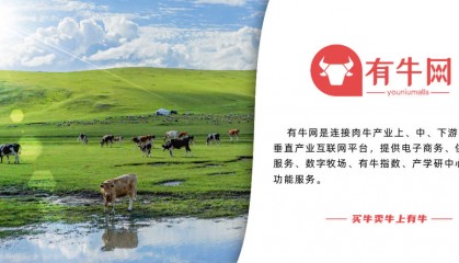 当前牛价行情深度分析