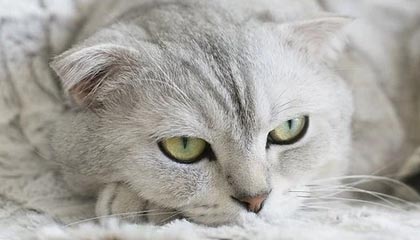 铝天花价格分析:影响因素与市场行情