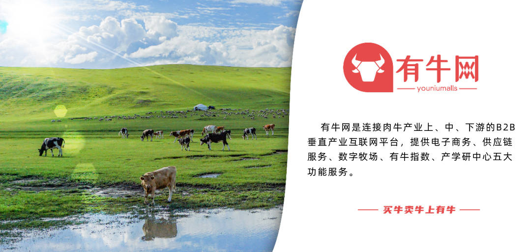 当前牛价行情深度分析